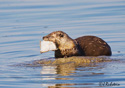 Lutra Canadensis